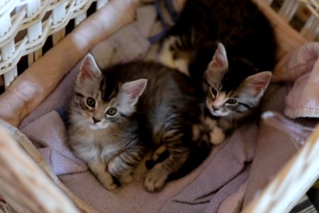 Chatons GALIT 13.12.2015 - Février 2016