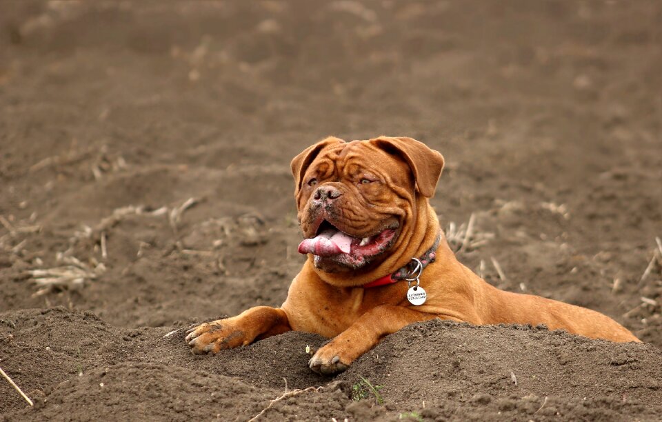 Dog de bordeaux french mastiff moloss