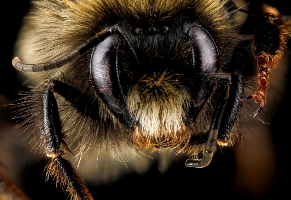 Bombus terricola, male, face 2012-07-12-16.54