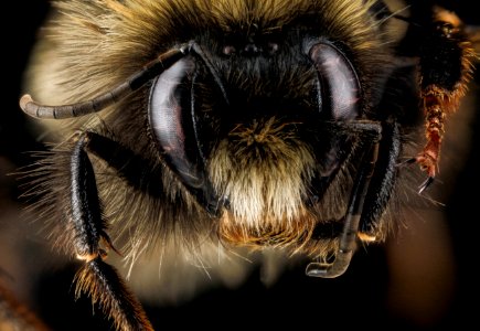 Bombus terricola, male, face 2012-07-12-16.54 photo