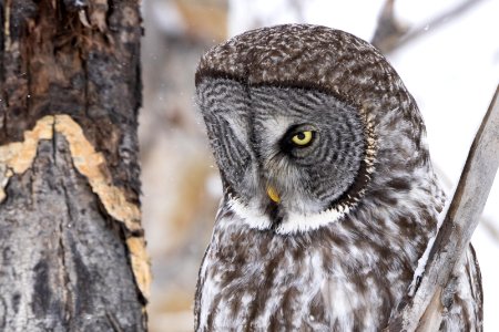 Great gray owl, Strix nebulosa.