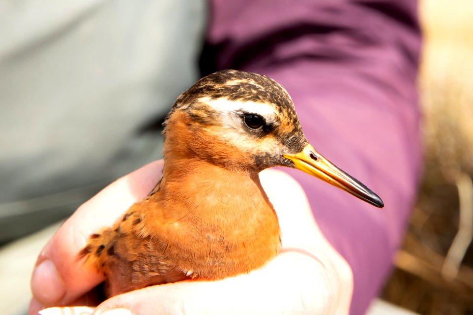 Red phalarope Arctic Bird Fest 2019
