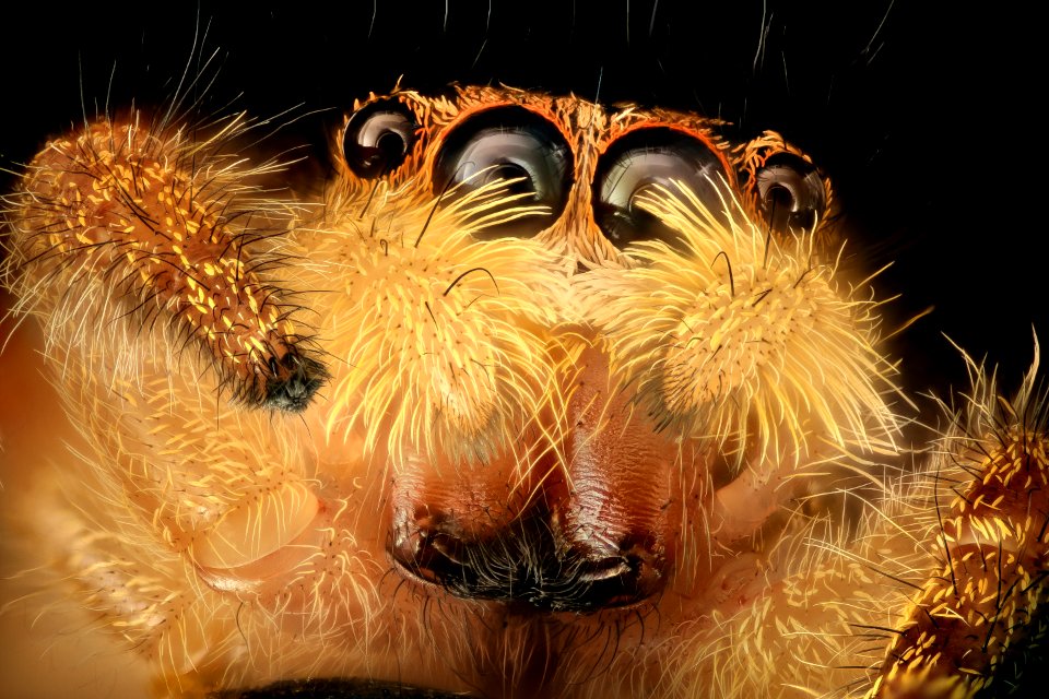 jumping spider, beltsville, md 2016-08-06-16.22
