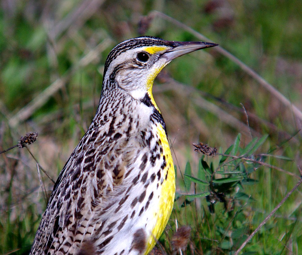 MEADOWLARK, WESTERN (3-2-07) -1