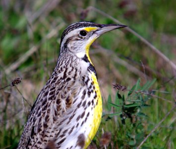MEADOWLARK, WESTERN (3-2-07) -1