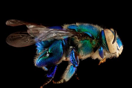 Euglossa-dilemma,-male,-side 2012-06-27-17.32.14-ZS-PMax photo