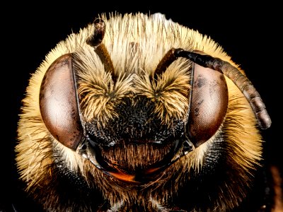 Melissodes dentiventris, F, face, Maryland, Anne Arundel County 2013-04-11-14.19.55 ZS PMax photo