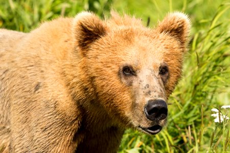 Kodiak bear