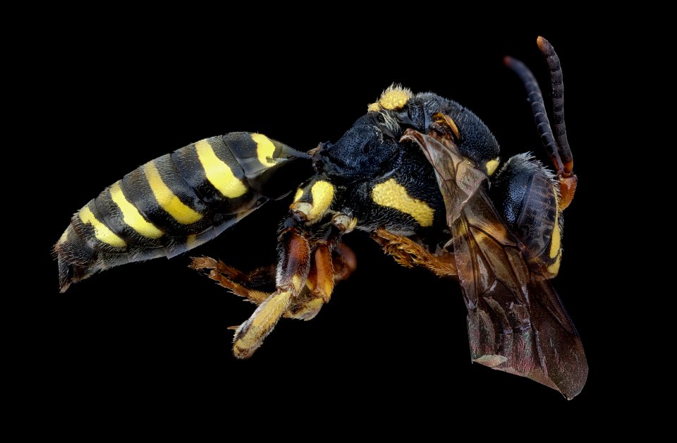 Nomada vincta, m, right, Wythe Co., Virginia 2020-08-18-17.27.22 ZS PMax UDR