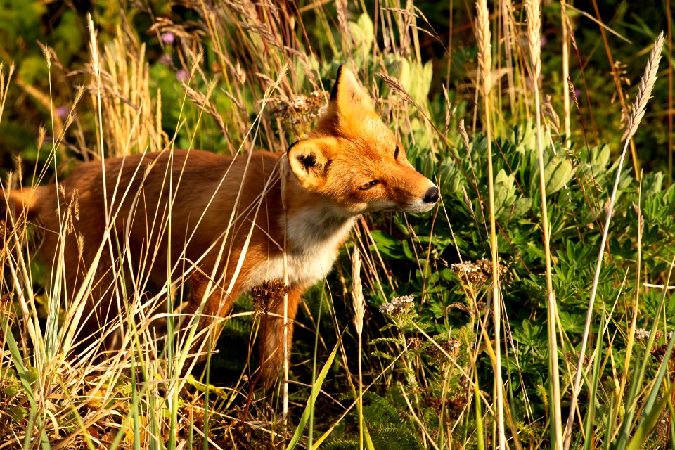 Red fox at Izembek Lagoon