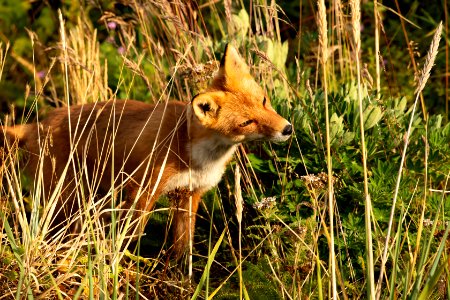 Red fox at Izembek Lagoon