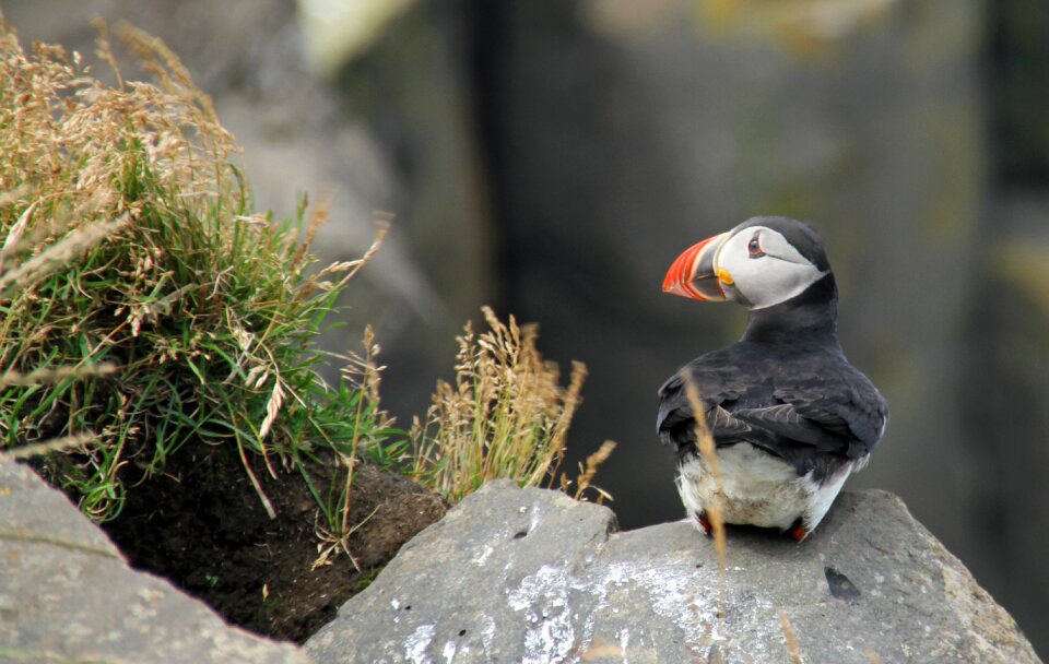 Nature outdoor fauna