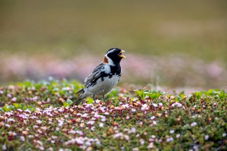 Lapland longspur singing