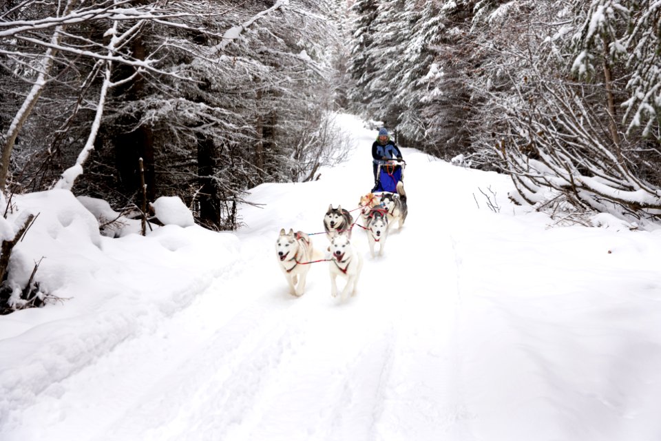Recreational dog mushing in the snowy forest.