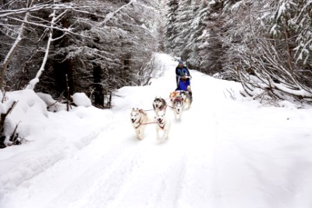 Recreational dog mushing in the snowy forest.