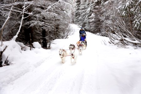 Recreational dog mushing in the snowy forest. photo