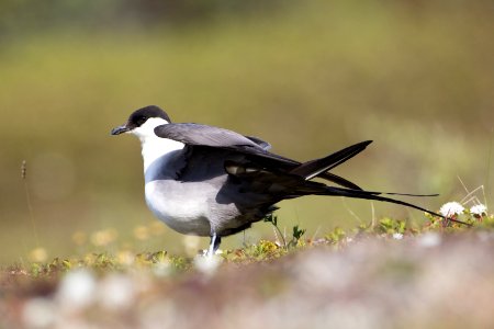 Long-tailed jaeger photo