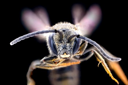 Lasioglossum fuscipenne, m, Beltsville, face 2020-10-16-18.26.40 ZS PMax UDR-Recovered