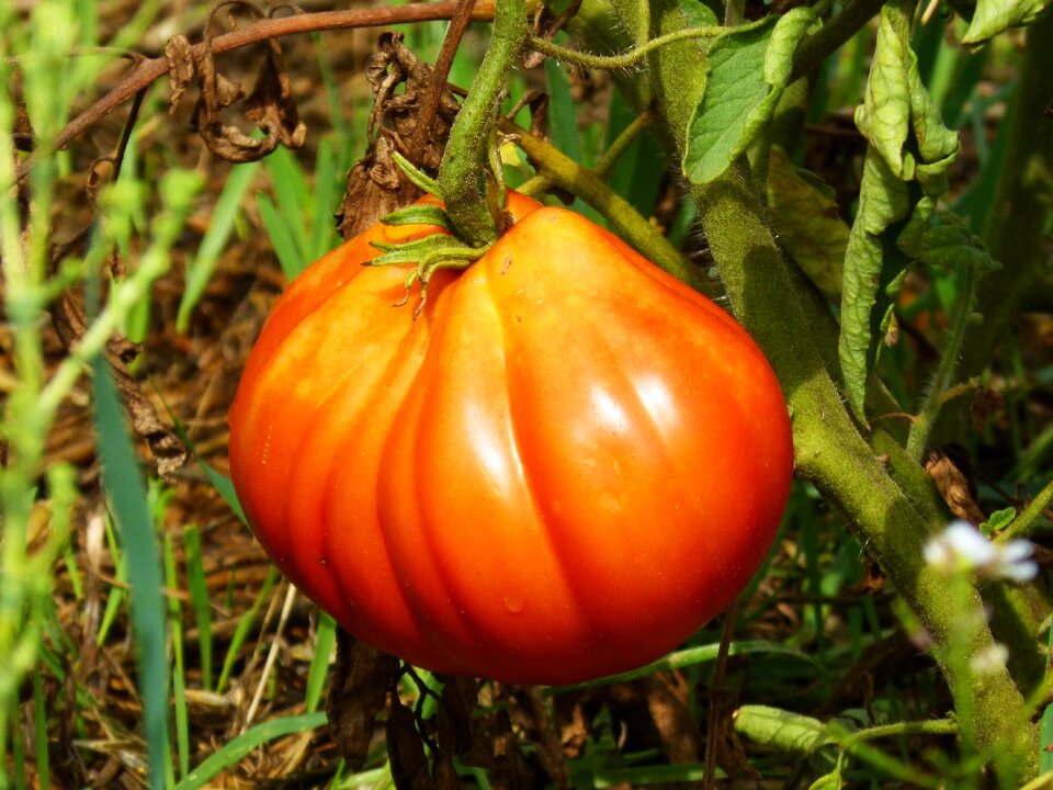 Food tomato meat garden