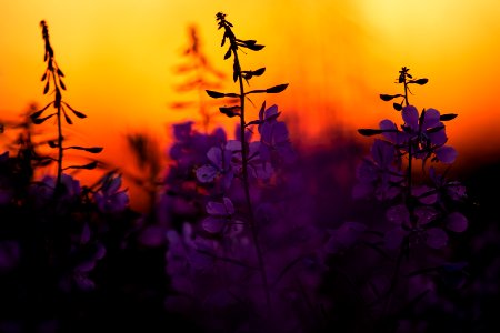 Kenai Fireweed in August
