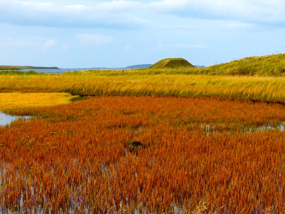 Fall colors at Izembek wetlands.