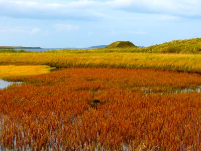 Fall colors at Izembek wetlands.
