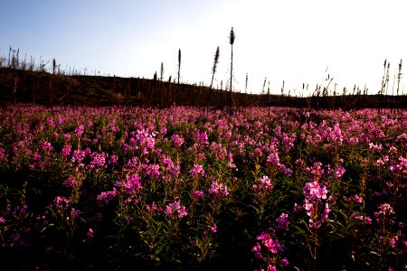 Kenai Fireweed in August