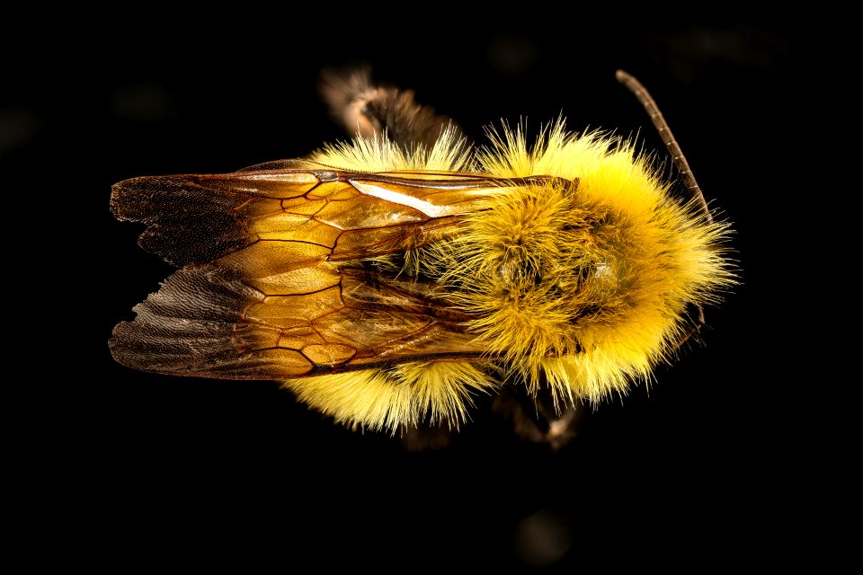 Bombus perplexus, m, back, Centre Co., PA 2016-10-20-10.44