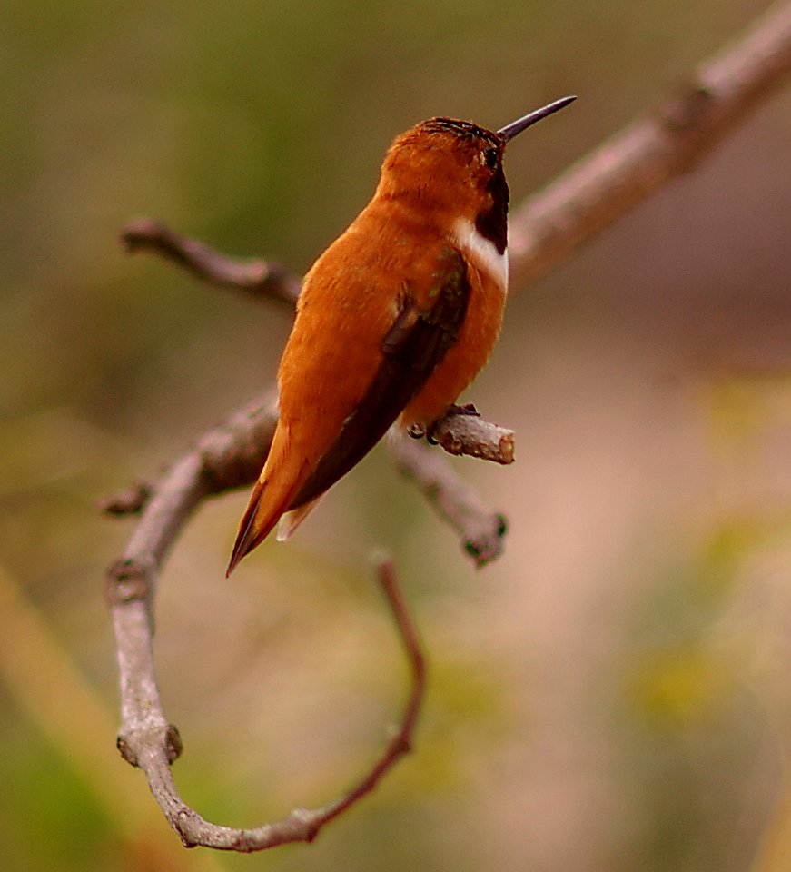HUMMINGBIRD, RUFOUS (4-10-06) male -6