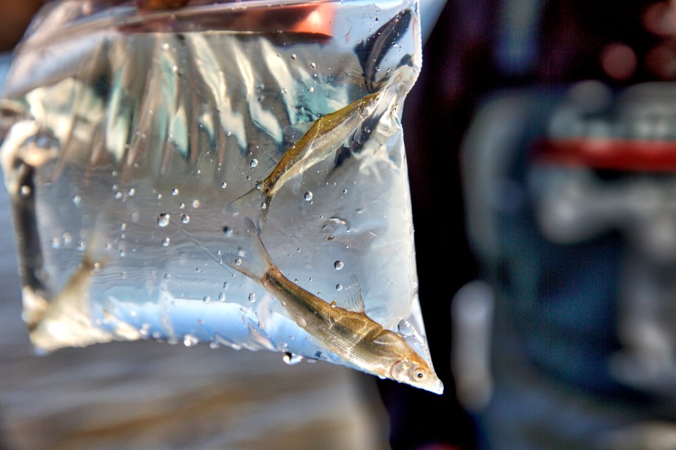 Sacramento splittail