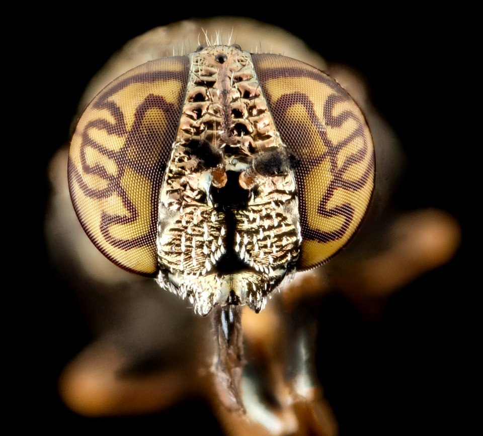 Orthonevra nitida engravers eye, face, pg county, md 2014-07-16-20.44.03 ZS PMax