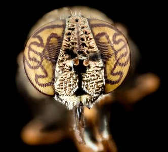 Orthonevra nitida engravers eye, face, pg county, md 2014-07-16-20.44.03 ZS PMax