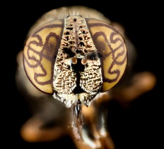 Orthonevra nitida engravers eye, face, pg county, md 2014-07-16-20.44.03 ZS PMax photo