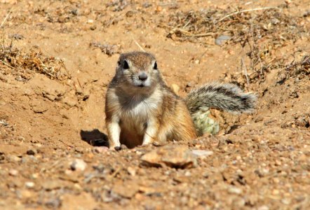 SQUIRREL, SAN JOAQUIN ANTELOPE (citellus nelsoni) (10-29-09) carrizo -03