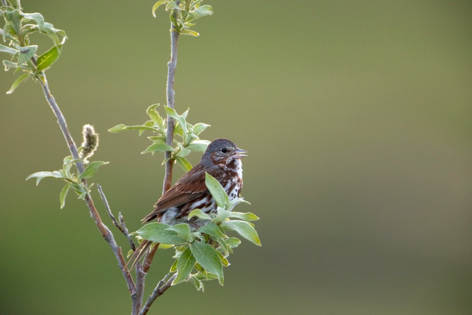 Fox sparrow singing