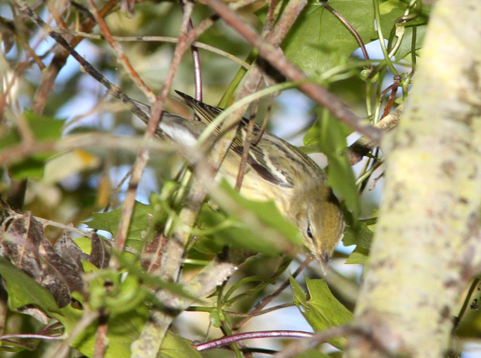 WARBLER, BLACKPOLL (10-6-09) hy female?, morro creek down from Rte1 at S curve, slo co, ca -04