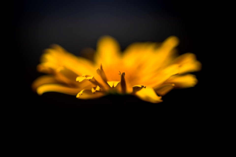 I bought a flower today; I needed somebody to talk to.