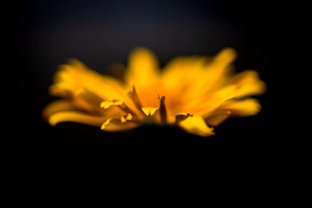 I bought a flower today; I needed somebody to talk to.