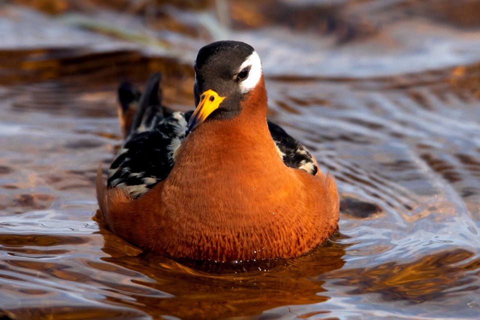 Red phalarope - Arctic Bird Fest 2019