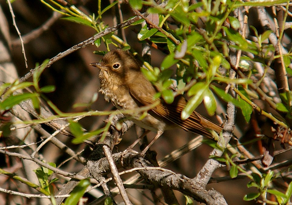 THRUSH, SWAINSON'S (4-30-06) carrizo plain east of california valley, slo co, ca
