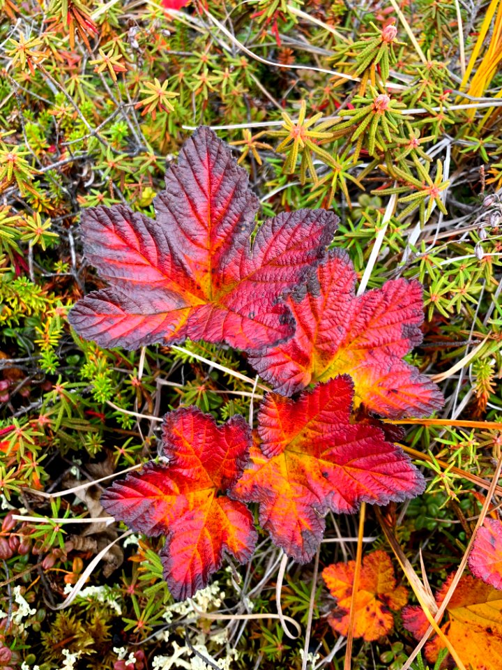 Fall foliage in Northwest Alaska