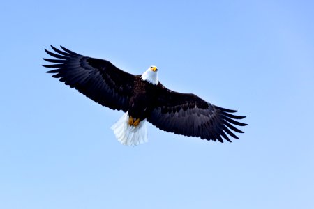Bald eagle in flight.