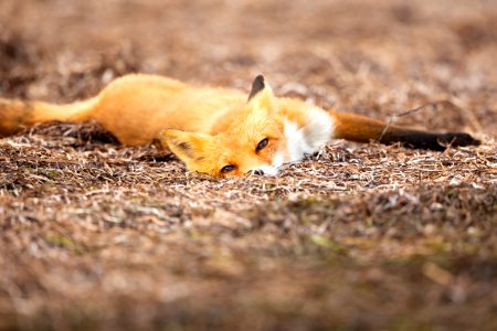 Red fox at Izembek Lagoon