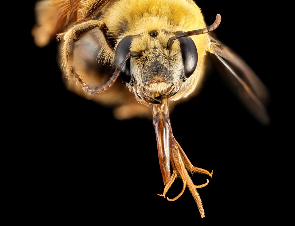 Xenoglossa strenua, F, Face, MD, Upper Marlboro 2014-08-22-17.53