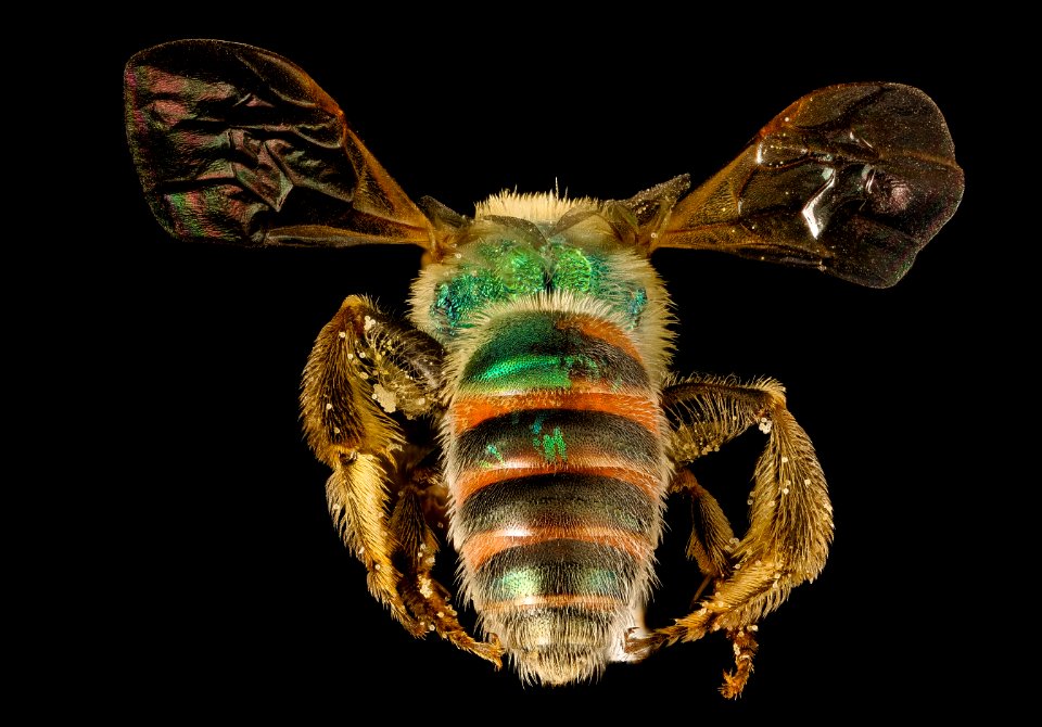 Agapostemon texanus.angelicus, gynandromorph, NM, Hidalgo co, back 2016-06-08-13.43