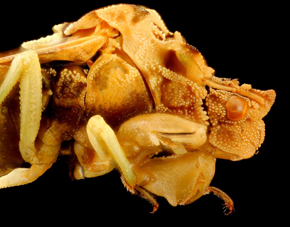 Phymata, right side face, Somerset Co., MD 2016-09-15-13.35