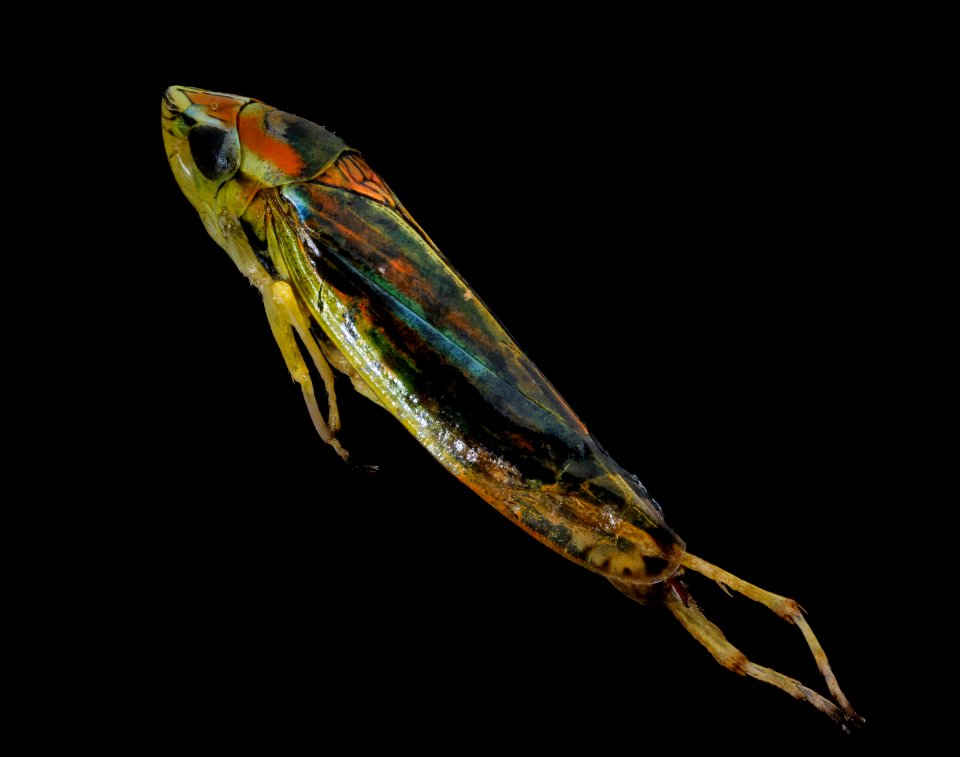 Leaf hopper back 091720 2020-09-17-15.04.29 ZS PMax UDR-Recovered