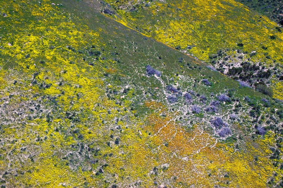 CALIENTE PEAK WILDFLOWERS-93