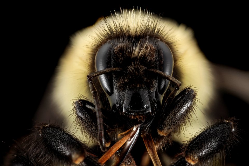 Bombus vagans, Q, Face, NY, Franklin County 2014-07-01-17.13