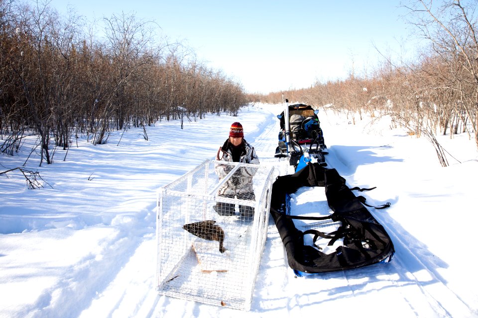 Lynx Project At Yukon Flats National Wildlife Refuge